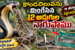 Image accompanying: King Cobra Swallows Python: 12 అడుగుల నాగుపాము కొండచిలువను మింగేసింది.. ఆ తర్వాత ఏం జరిగిందంటే?
