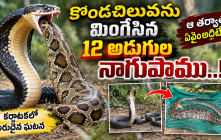 King Cobra Swallows Python: 12 అడుగుల నాగుపాము కొండచిలువను మింగేసింది.. ఆ తర్వాత ఏం జరిగిందంటే?