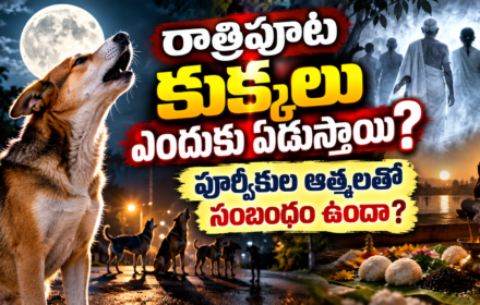Dogs howling రాత్రిపూట కుక్కలు ఎందుకు ఏడుస్తాయి? పూర్వీకుల ఆత్మలతో సంబంధం ఉందా?
