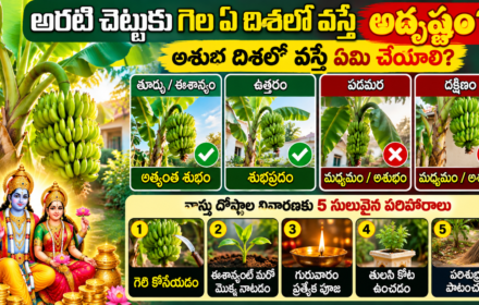 అరటి గెల ఏ దిశలో వస్తే శుభం? Banana Tree Vastu