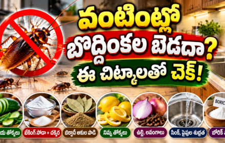 cockroach home remedies