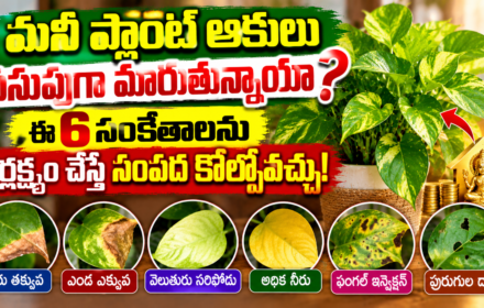 money plant మనీ ప్లాంట్
