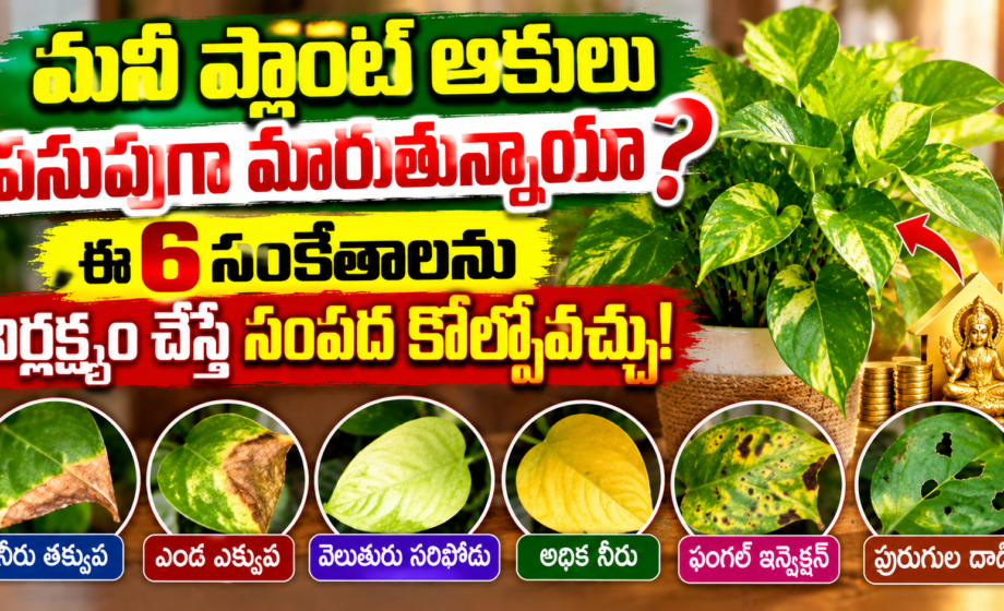 money plant మనీ ప్లాంట్